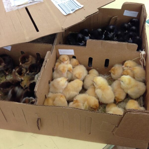 Day old chicks