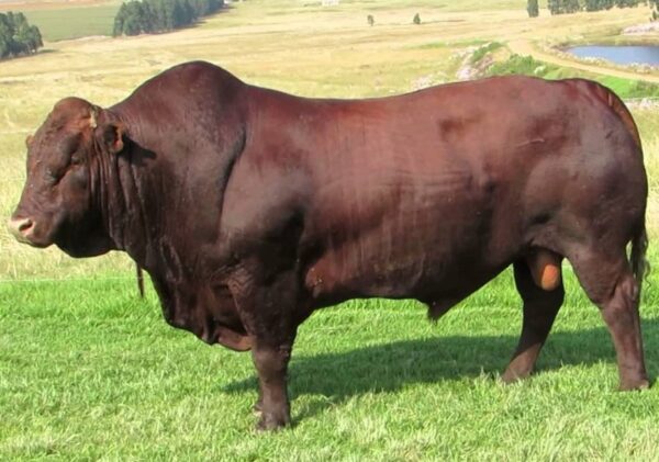 Bonsmara Breed