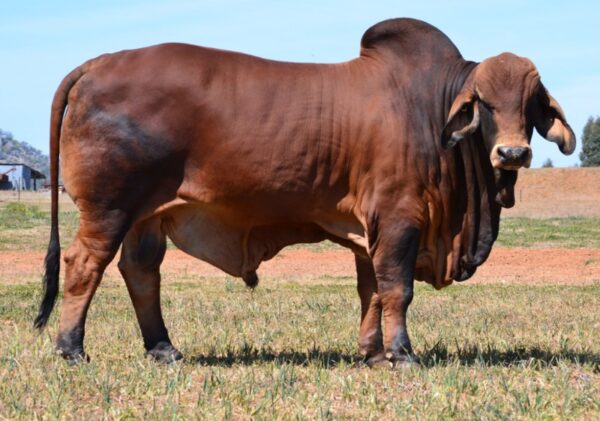 Brahman Breed