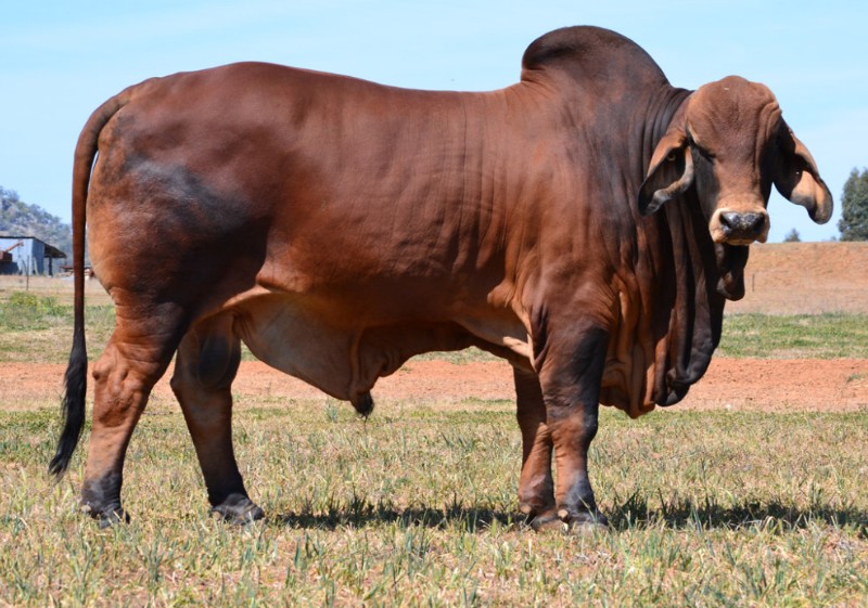 Brahman Breed