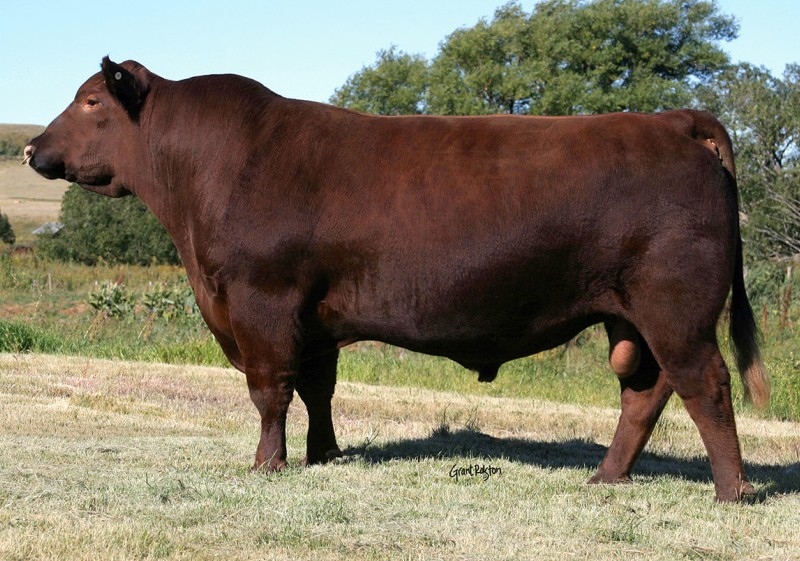 The Aberdeen Angus breed