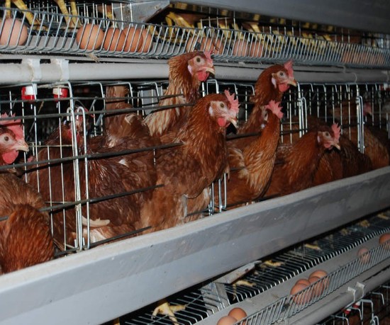 Point of lay hens