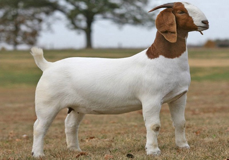 The Boer Goat