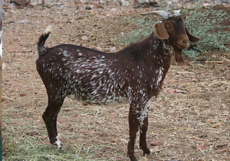 The Tankwa Goat
