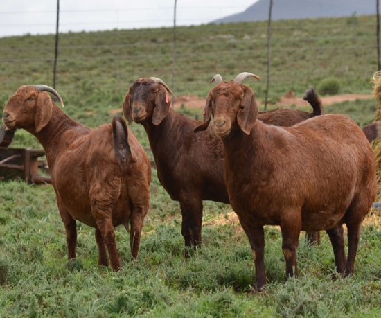 Kalahari Red Goats