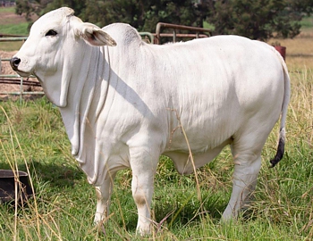 Brahman Cattle
