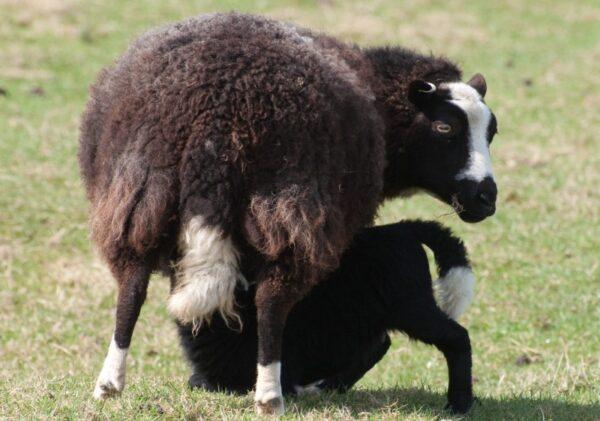 Welsh Mountain ewe