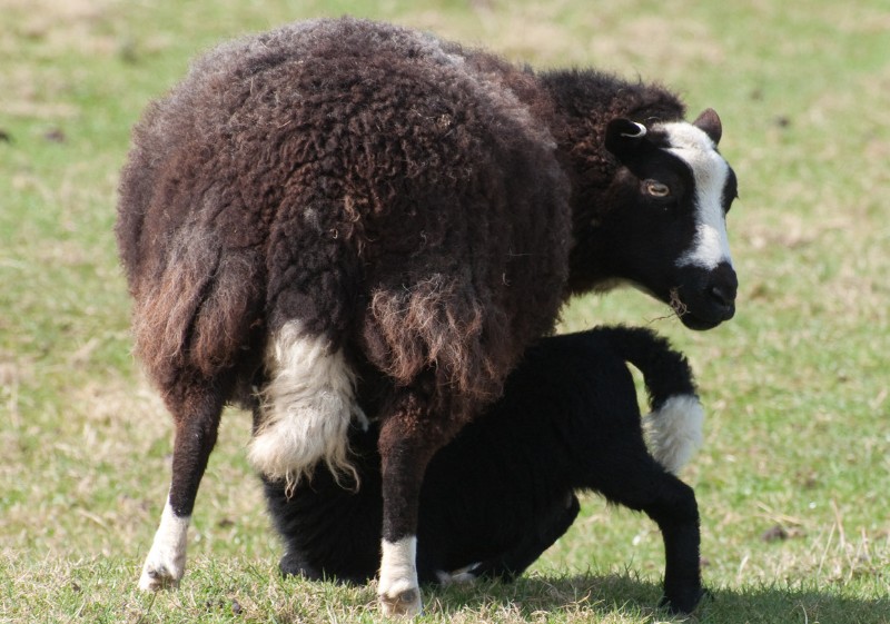 Welsh Mountain ewe