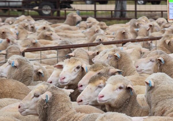 Mutton