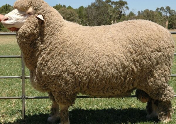 Merino Sheep