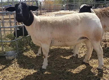 Dorper Sheep