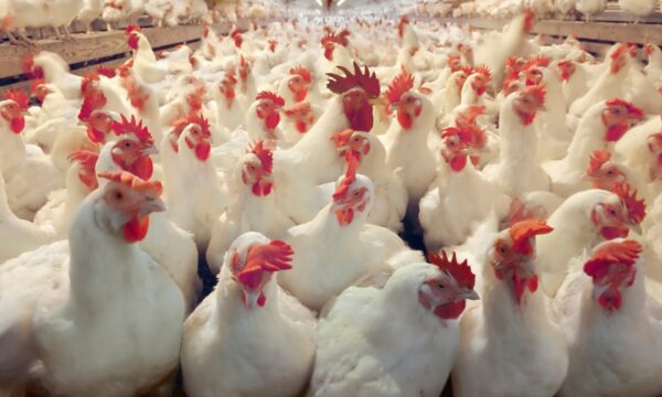 Live Chickens Broilers