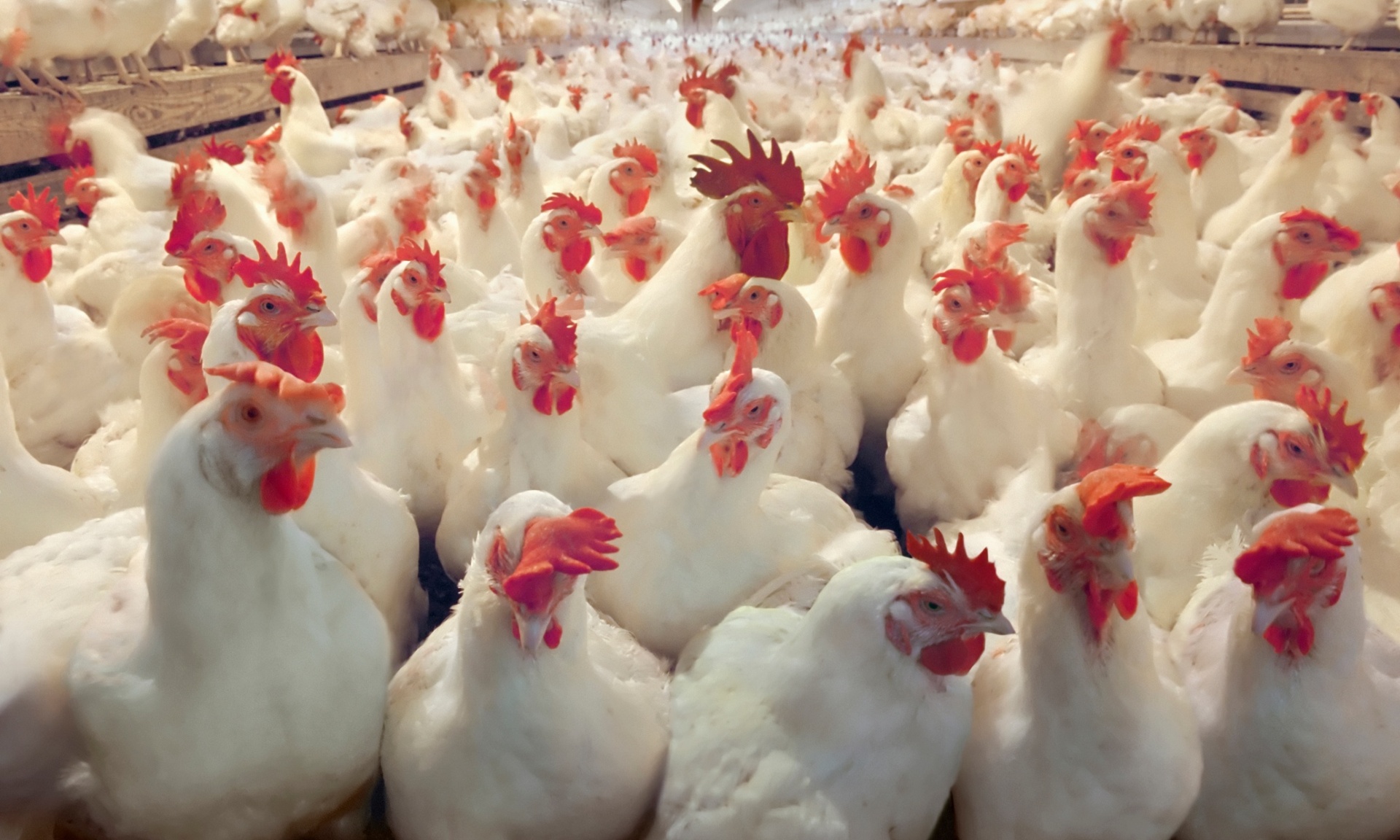 Live Chickens Broilers