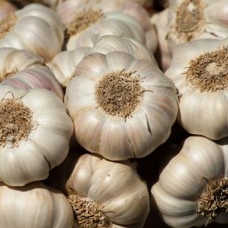 Garlic