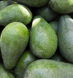 Fuerte Avocado - Image 4