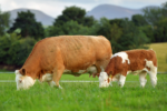 Simmental cattle - Image 4