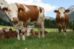Simmental cattle - Image 3