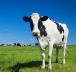 Friesian cattle - Image 4