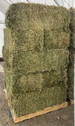 Alfalfa Hay - Image 4