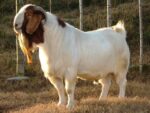 Boer goats - Image 3
