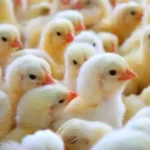 Cob chicks - Image 2