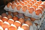 Fertile eggs - Image 2