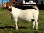 Boer goats - Image 4