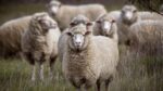 Merino sheep - Image 4