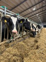 Friesian cattle - Image 2