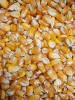 Yellow Maize - Image 2