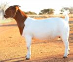 Boer goats