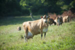 Jersey cattle - Image 2