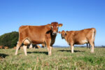 Jersey cattle - Image 3