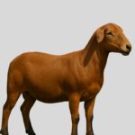 Beef master goats - Image 3