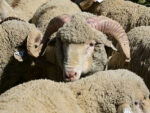 Merino sheep - Image 2