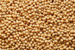 Soybean - Image 3
