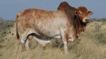 Boran cattle