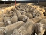 Merino sheep