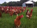 Rhodes island red chicken
