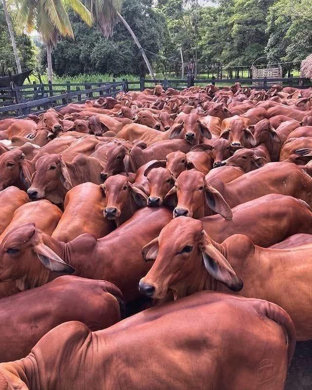 WhatsApp Image 2026-01-10 at 15.27.50 Beef Master cattle - Image 1