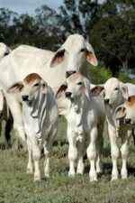 Brahman Cattle - Image 4