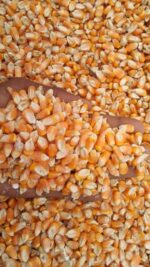 Yellow Maize - Image 4