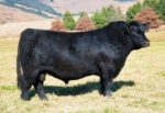 Angus cattle