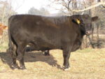Angus cattle - Image 3