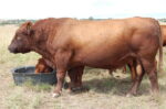 Angus cattle - Image 4
