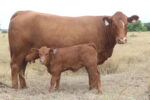Angus cattle - Image 5