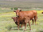 Angus cattle - Image 2