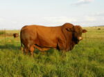 Beef Master cattle - Image 4