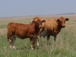 Beef Master cattle - Image 2