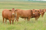 Beef Master cattle - Image 3
